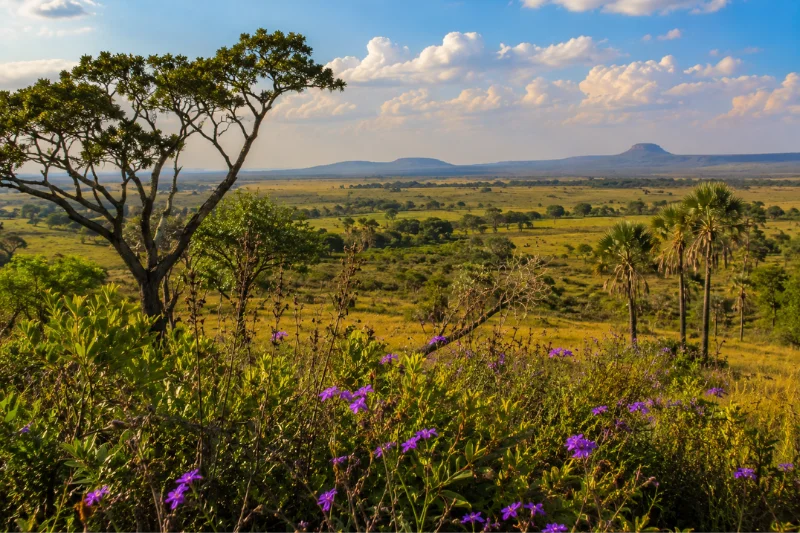 cerrado, brazil